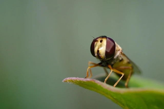 Syrphidae - zengőlegyek