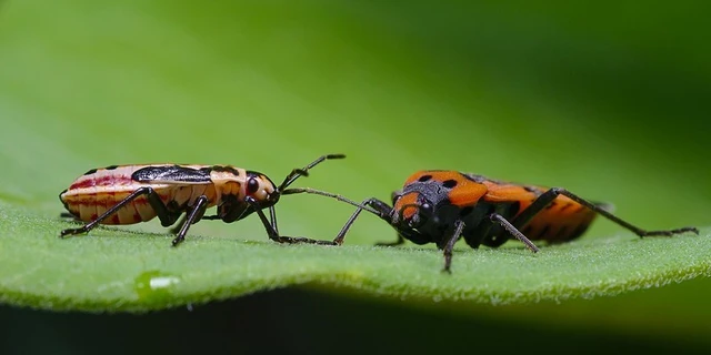 Lygaeus equestris/simulans