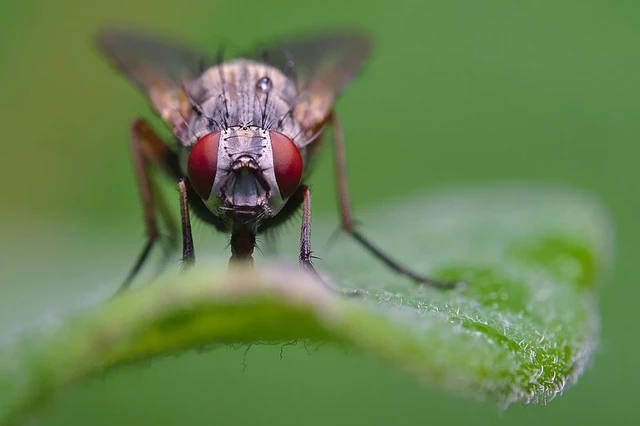 Muscidae - igazi legyek