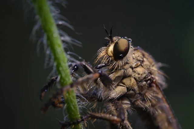 Asilidae - rablólégyfélék