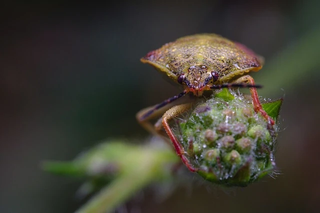 Carpocoris Carpocoris