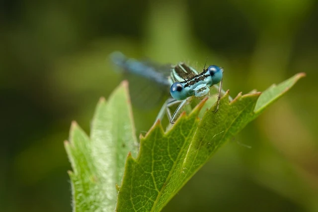 Platycnemis pennipes - széleslábú szitakötő