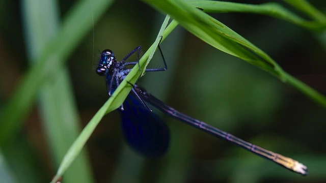 Calopteryx splendens - sávos szitakötő
