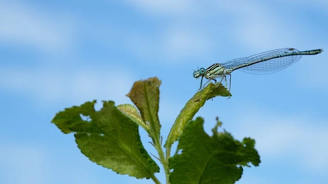 Platycnemis pennipes - széleslábú szitakötő