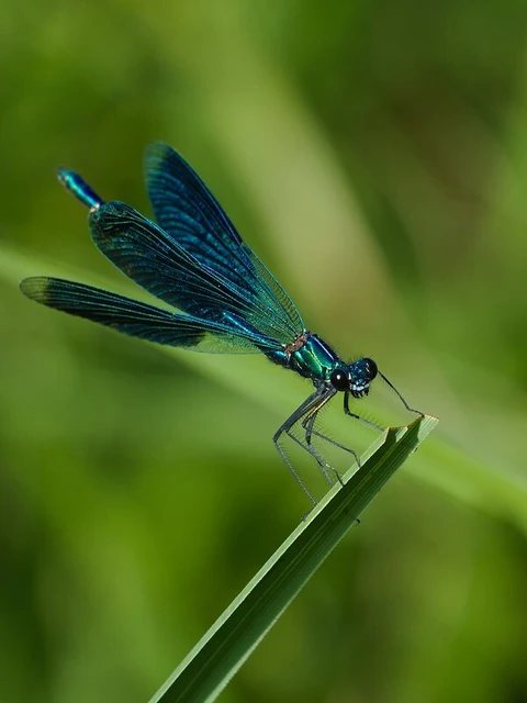 Calopteryx splendens - sávos szitakötő