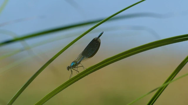 Calopteryx splendens - sávos szitakötő