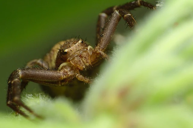 Xysticus