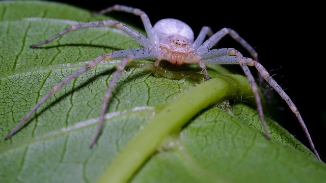 Philodromus