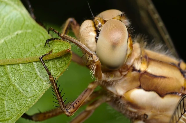 Orthetrum brunneum - pataki pásztorszitakötő