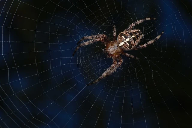 Araneus diadematus - koronás keresztespók