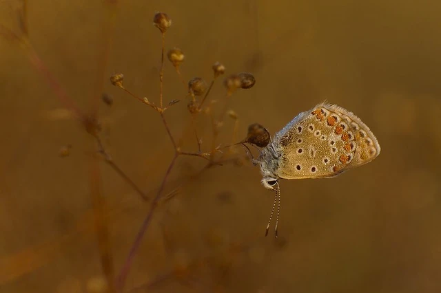 Polyommatus icarus - közönséges boglárka