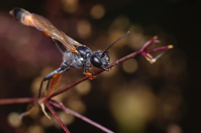Ammophila heydeni - vöröslábú hernyóölődarázs