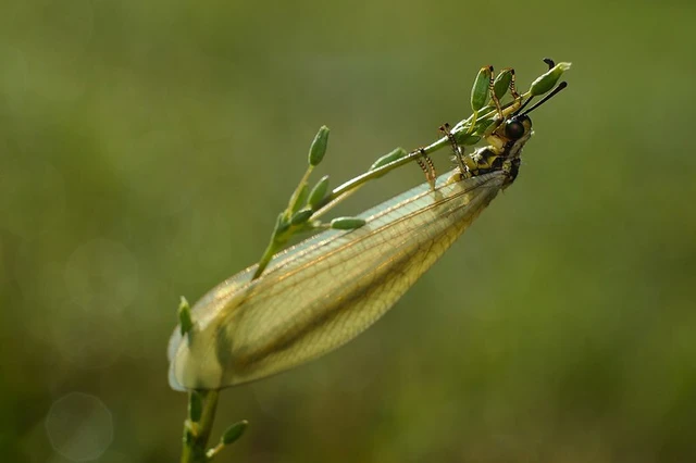 Myrmecaelurus trigrammus - hangyafarkas