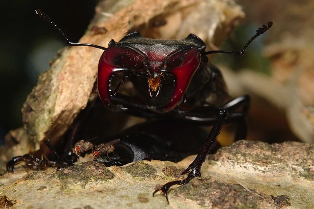 Lucanus cervus - nagy szarvasbogár