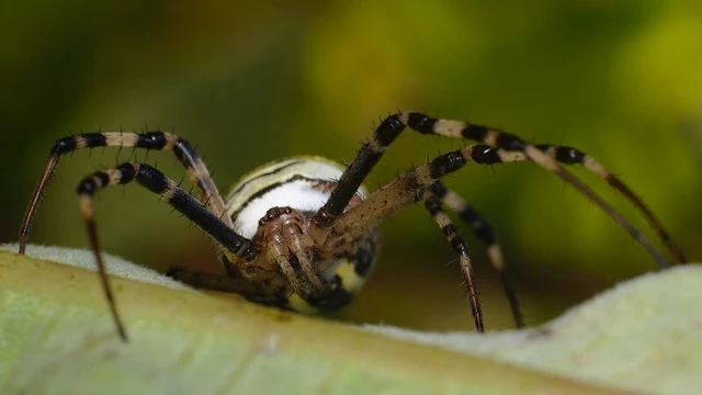 Argiope bruennichi - darázspók