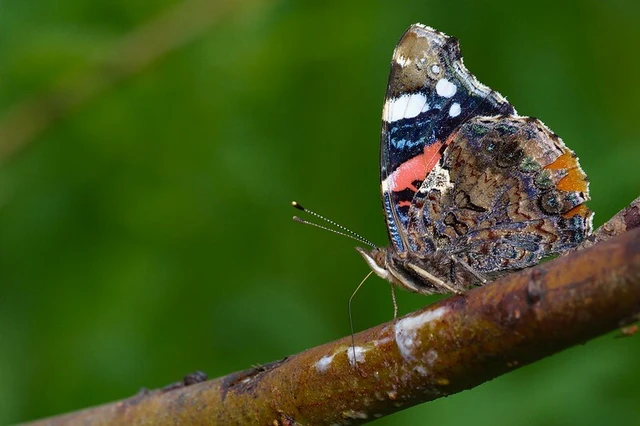 Vanessa atalanta - atalantalepke