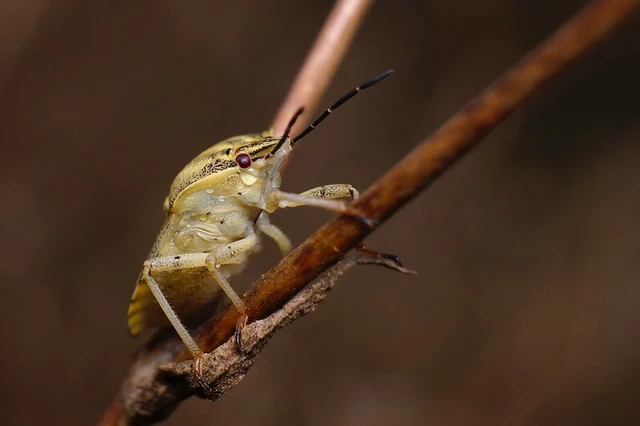 Carpocoris Carpocoris