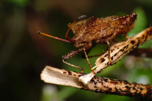 Coreus marginatus - közönséges karimáspoloska
