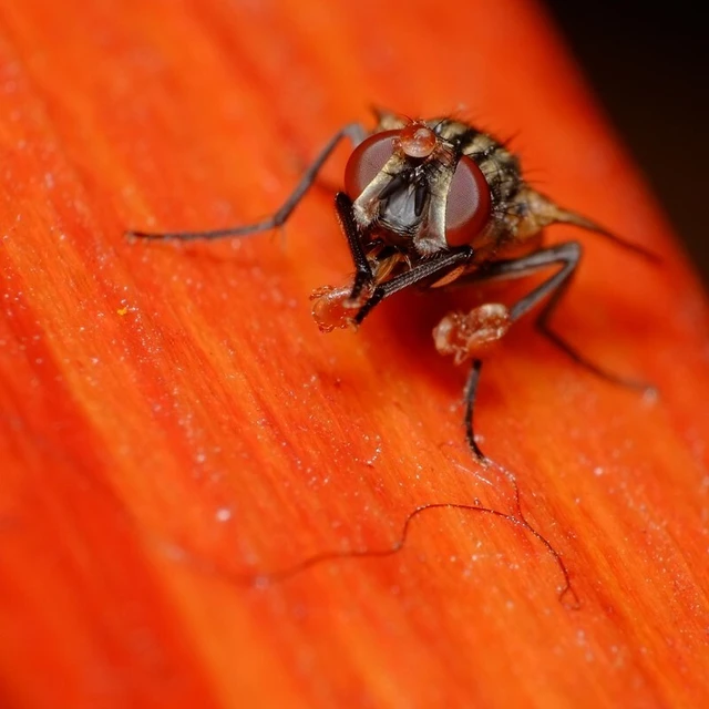 Musca domestica - házi légy