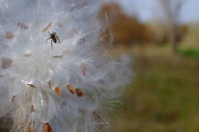 Araneae - Pókok