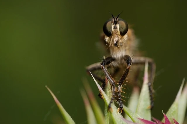 Asilidae - rablólégyfélék