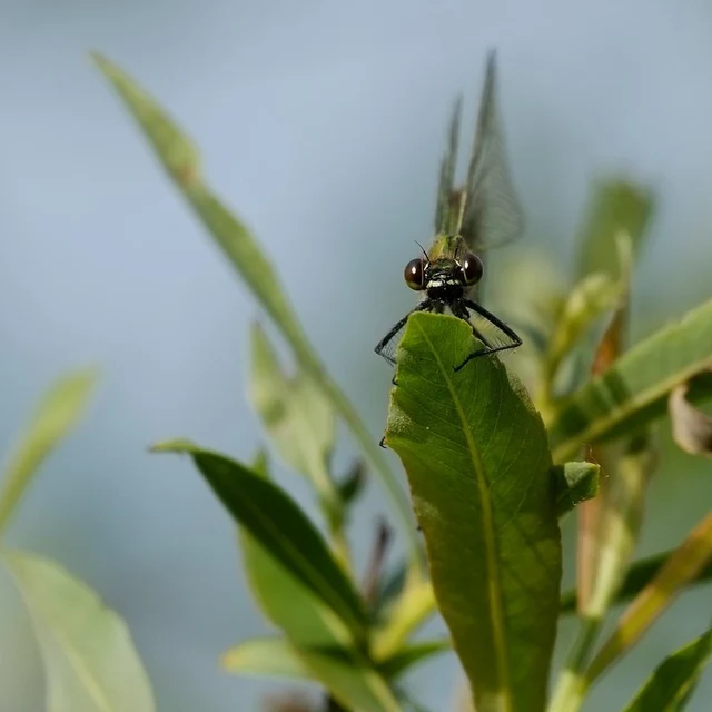 Calopteryx splendens - sávos szitakötő