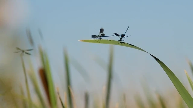 Calopteryx splendens - sávos szitakötő