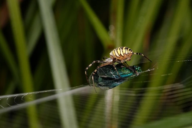 Argiope bruennichi - darázspók