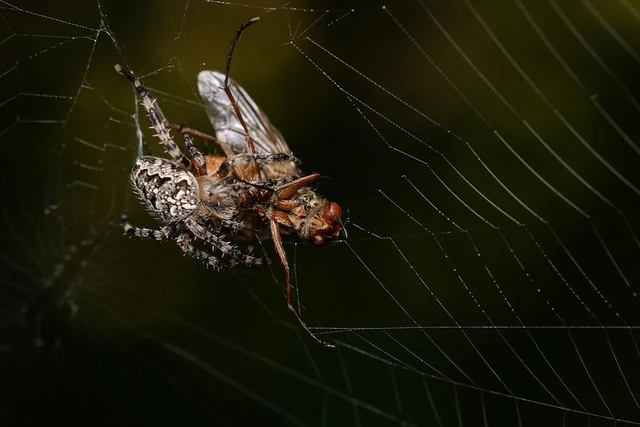 Araneus diadematus - koronás keresztespók