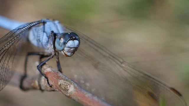 Orthetrum brunneum - pataki pásztorszitakötő