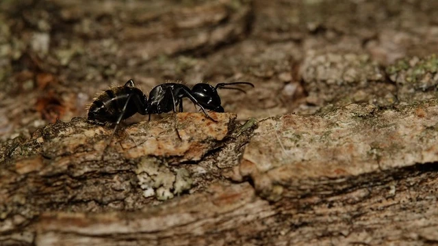 Camponotus vagus - fekete lóhangya