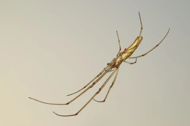 Tetragnatha