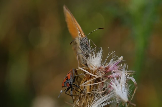 Coenonympha glycerion - közönséges szénalepke