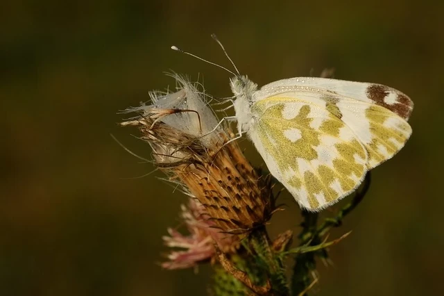 Pontia edusa - rezedalepke