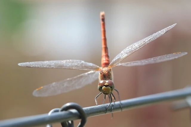 Sympetrum sanguineum - vörös katona-szitakötő