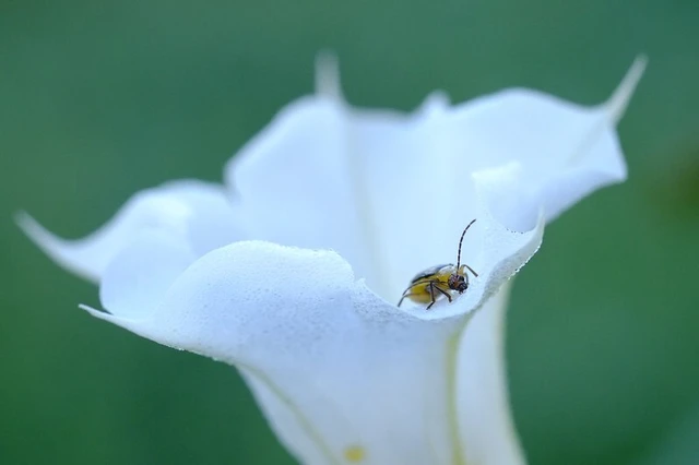 Diabrotica virgifera - amerikai kukoricabogár