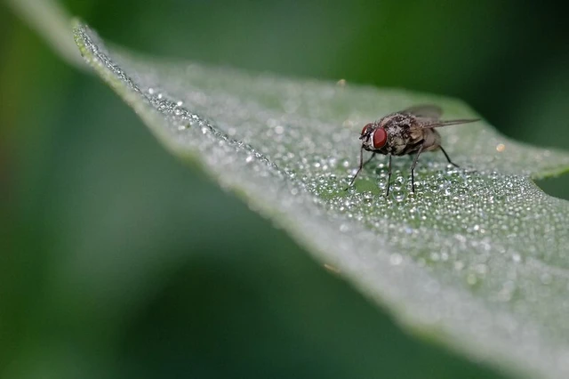 Muscidae - igazi legyek