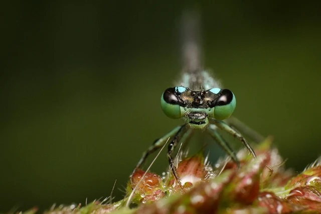 Ischnura