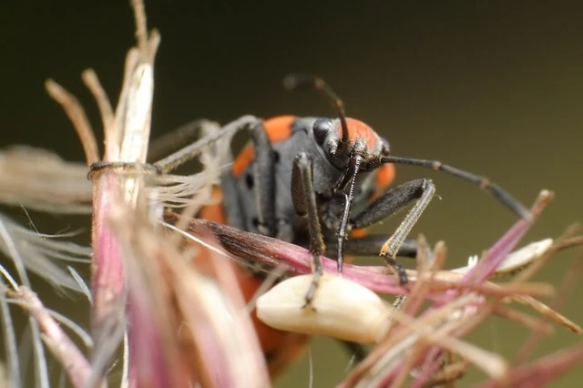 Lygaeus equestris/simulans