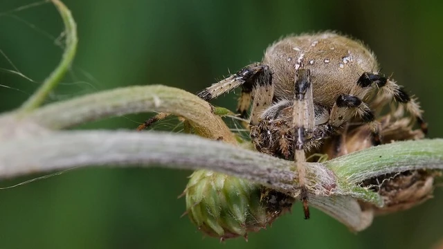 Araneus quadratus - négyes keresztespók