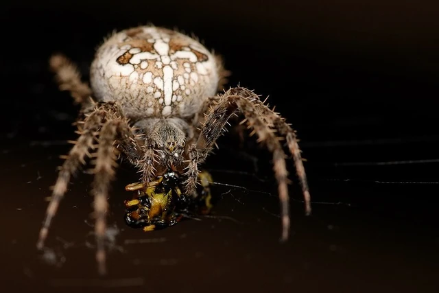 Araneus diadematus - koronás keresztespók