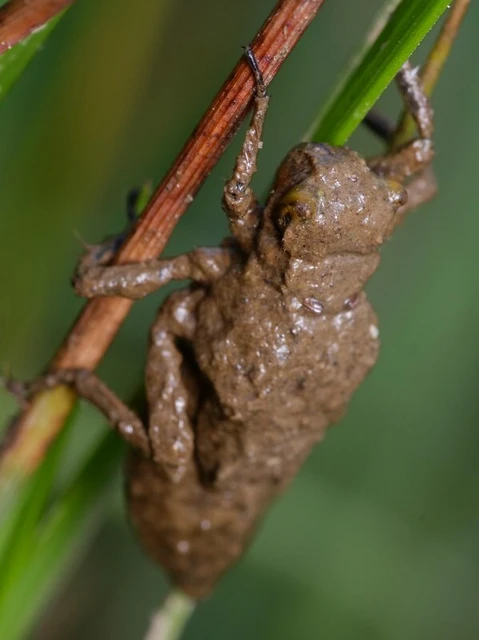 Odonata - Szitakötők