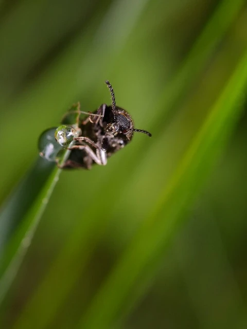 Coleoptera - Bogarak