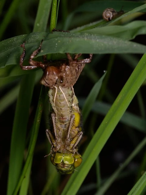 Libellulidae - laposacsák