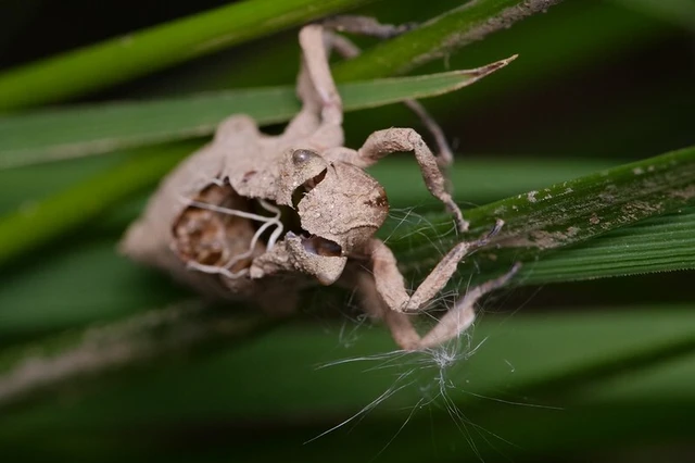 Odonata - Szitakötők