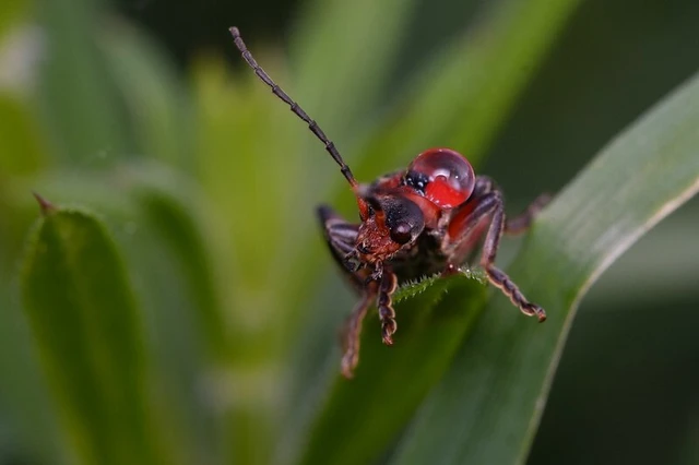 Cantharis rustica - suszterbogár