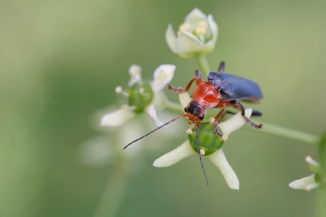 Cantharis