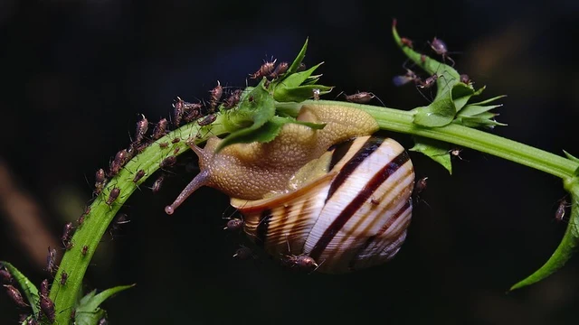 Sternorrhyncha - Növénytetvek