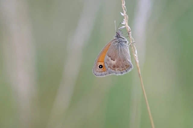 Coenonympha pamphilus - kis szénalepke