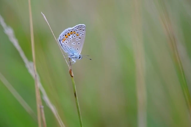 Polyommatus icarus - közönséges boglárka